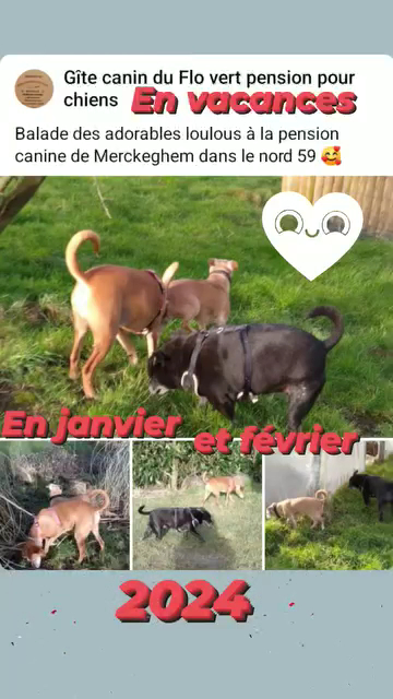 Gite canin du flo vert — photo