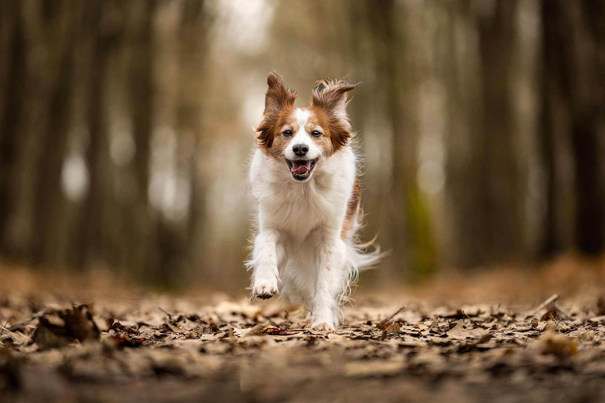 Chien Serein - Pension canine, Parc Canin , éducation canine, photo animalière — photo