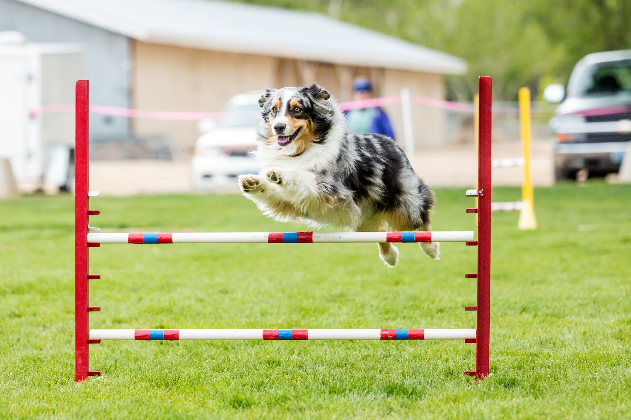 Chien Serein - Pension canine, Parc Canin , éducation canine, photo animalière — photo