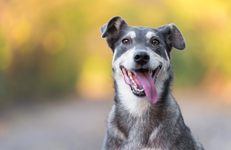 Chien Serein - Pension canine, Parc Canin , éducation canine, photo animalière