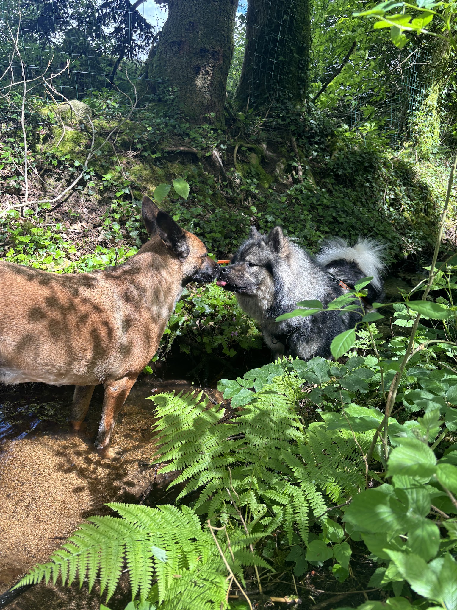 Pension canine dog paradise — photo