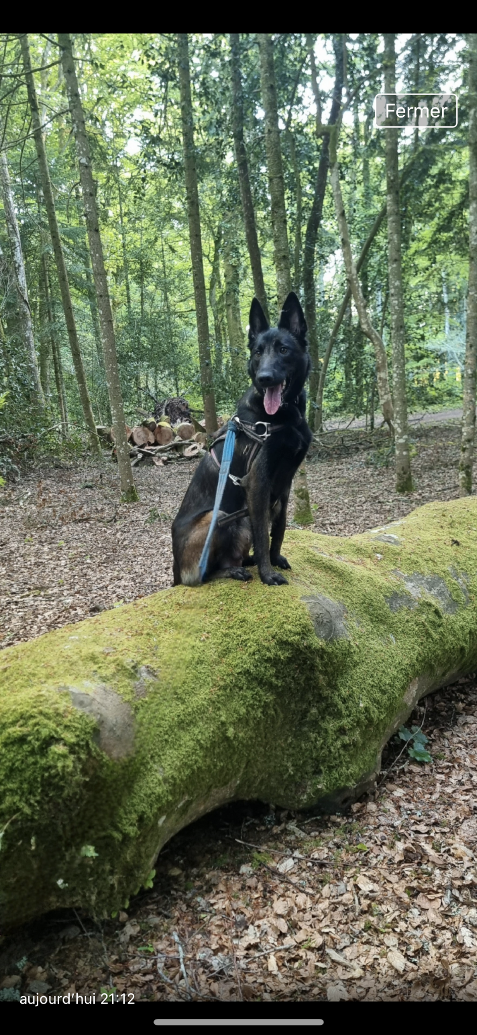 Pension canine dog paradise — photo
