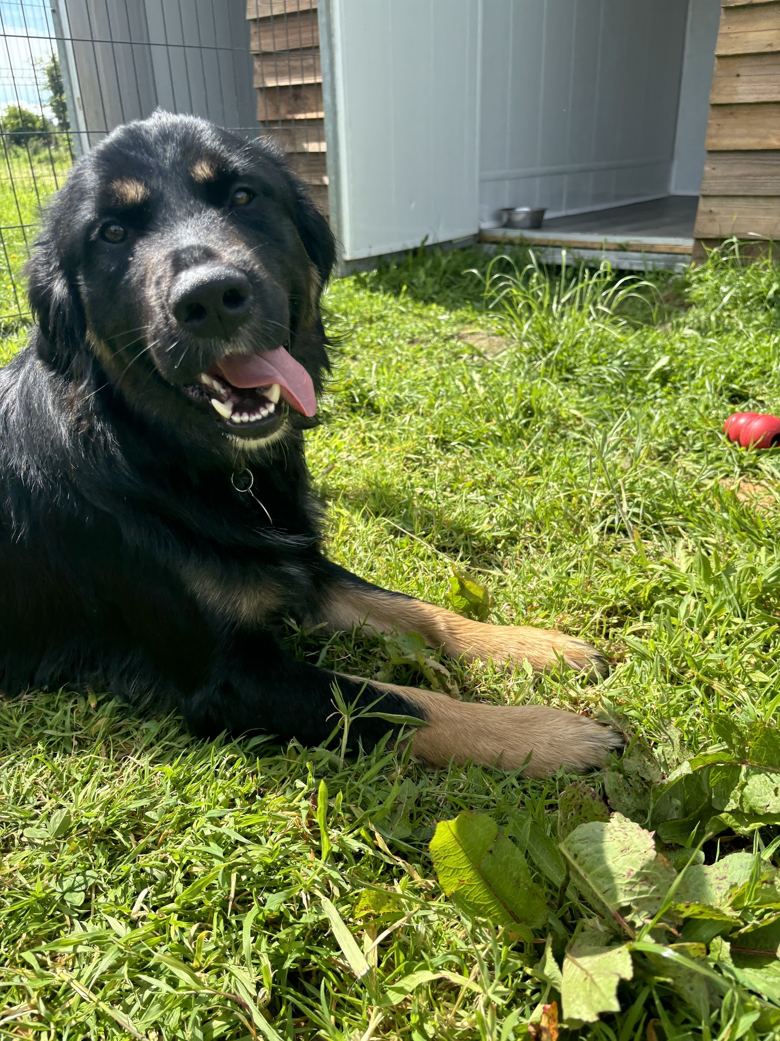 Pension canine dog paradise