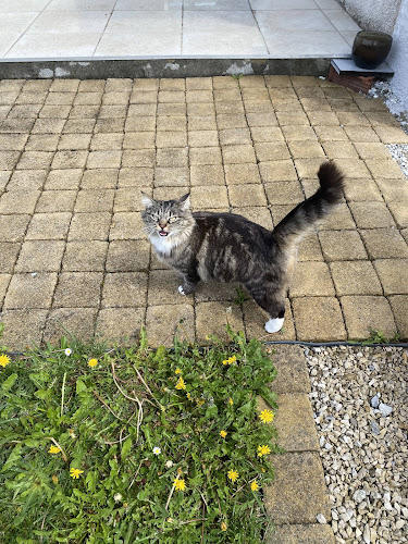 Pattoune chez soi - Garde à votre domicile, Visite et Promenade - Chien & Chat Pau & Alentours