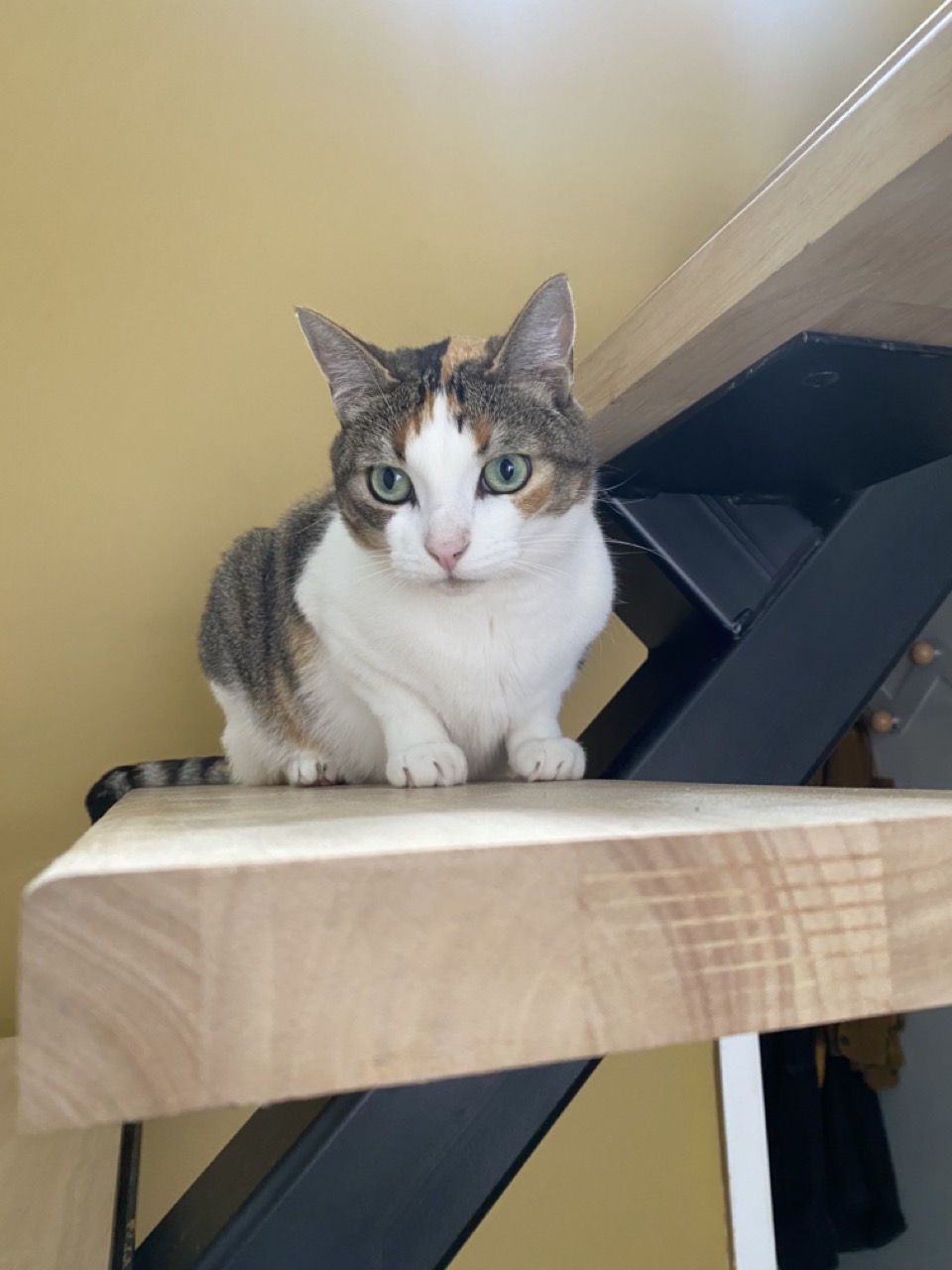 Pattoune chez soi - Garde à votre domicile, Visite et Promenade - Chien & Chat Pau & Alentours — photo