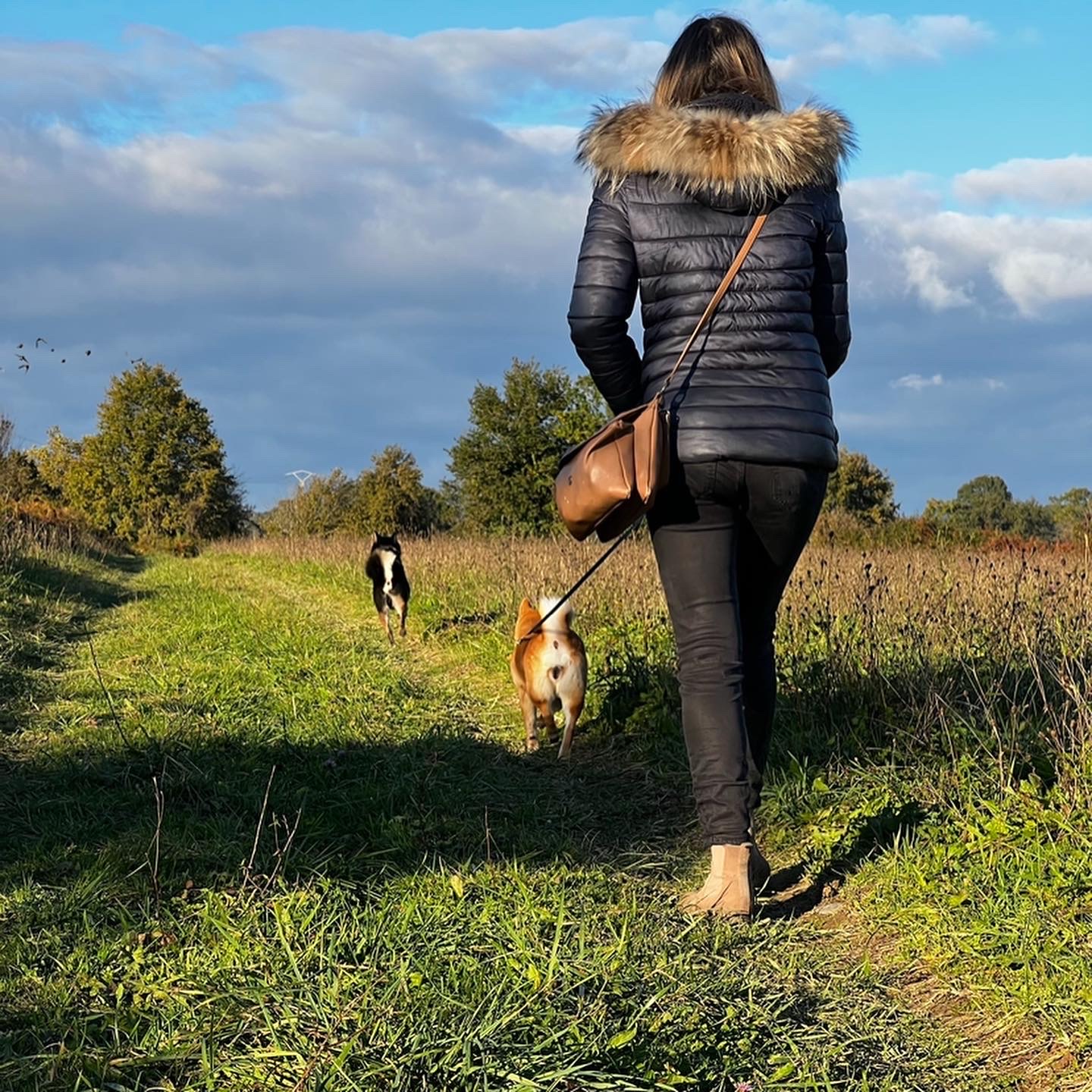 Pattoune chez soi - Garde à votre domicile, Visite et Promenade - Chien & Chat Pau & Alentours — photo
