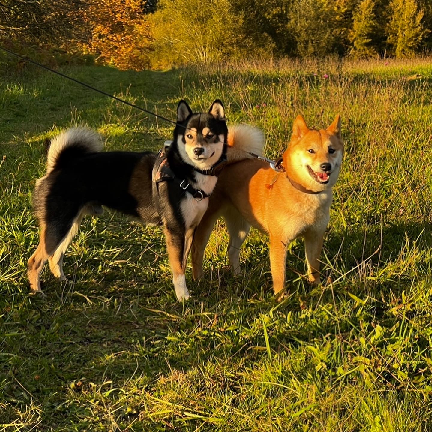Pattoune chez soi - Garde à votre domicile, Visite et Promenade - Chien & Chat Pau & Alentours — photo