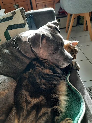 CaniCat's