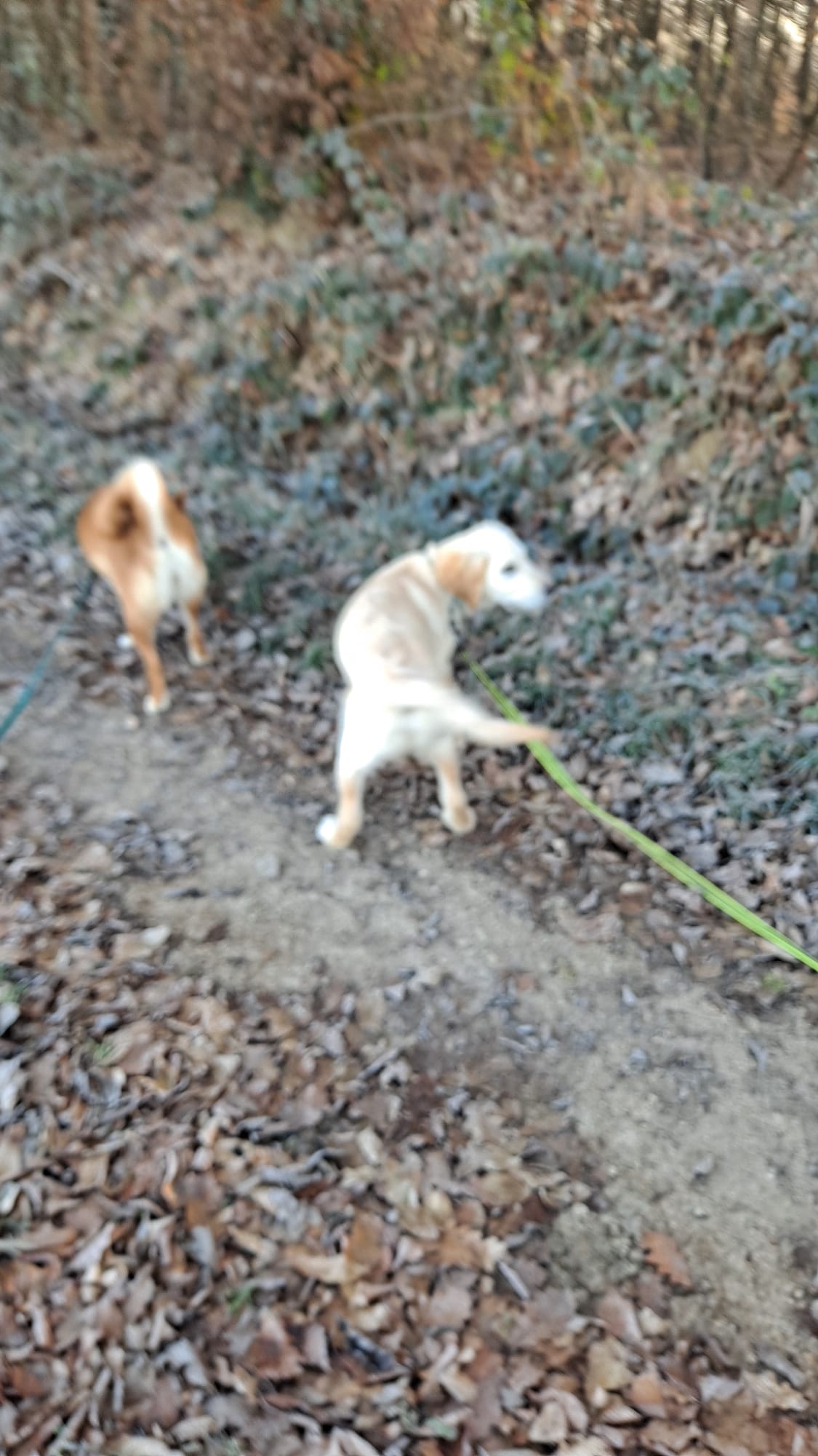 4 paws dog care — photo