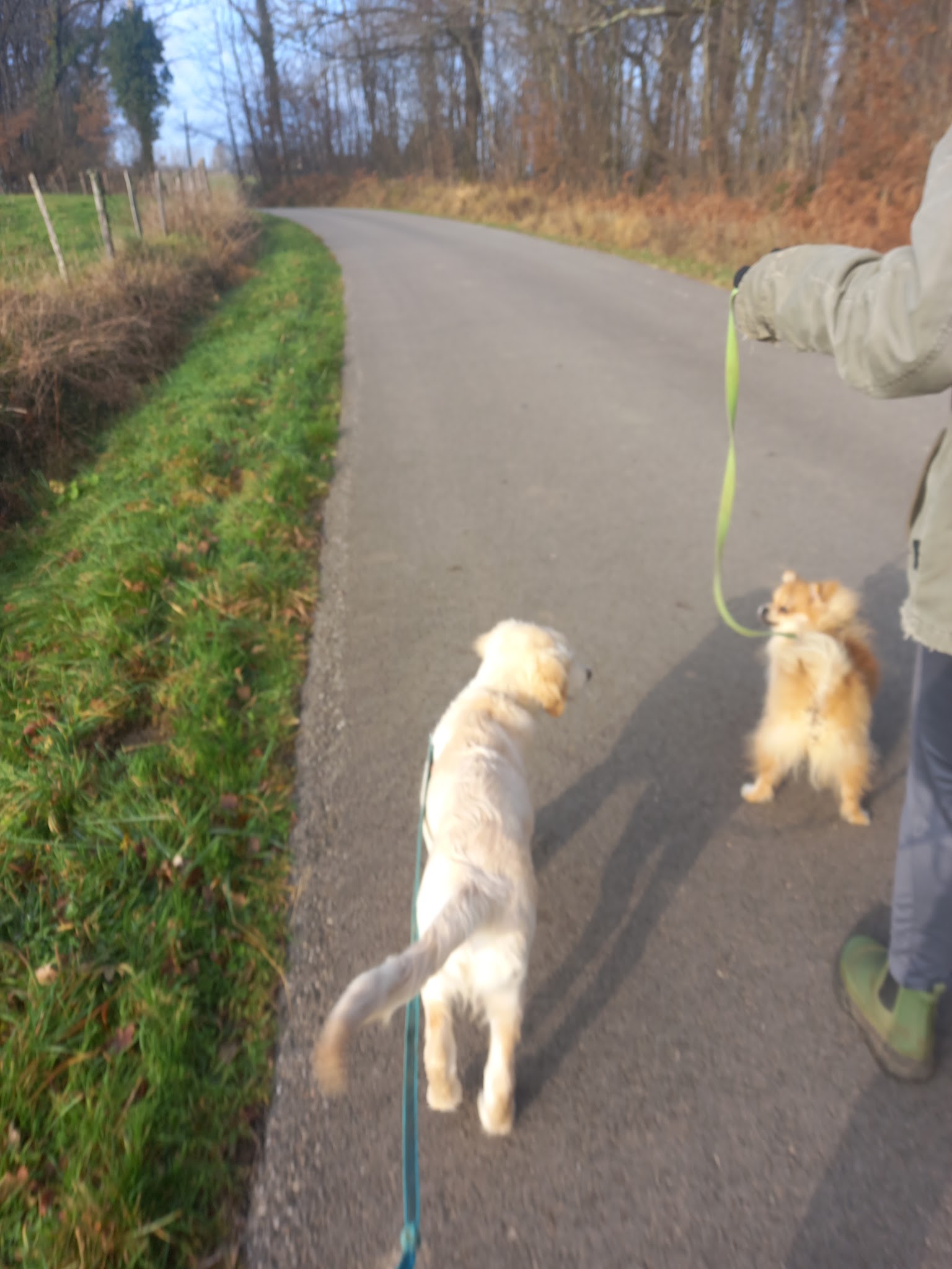 4 paws dog care
