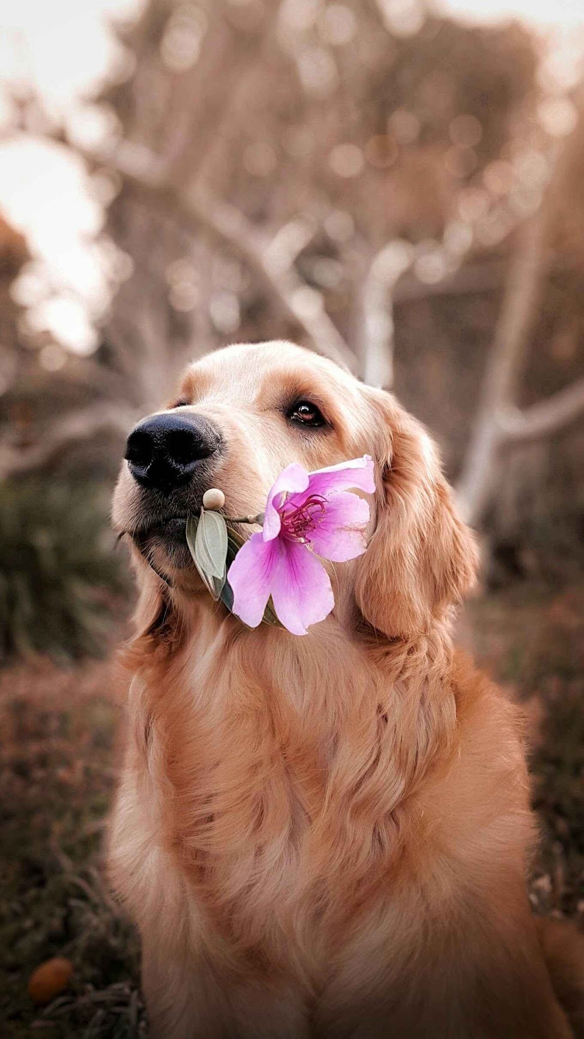 Isabelle Legruley - Pet Sitter — photo