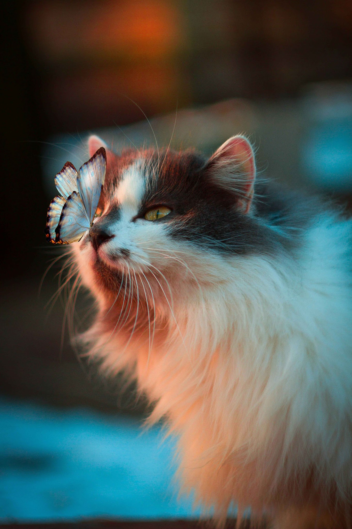 Isabelle Legruley - Pet Sitter — photo