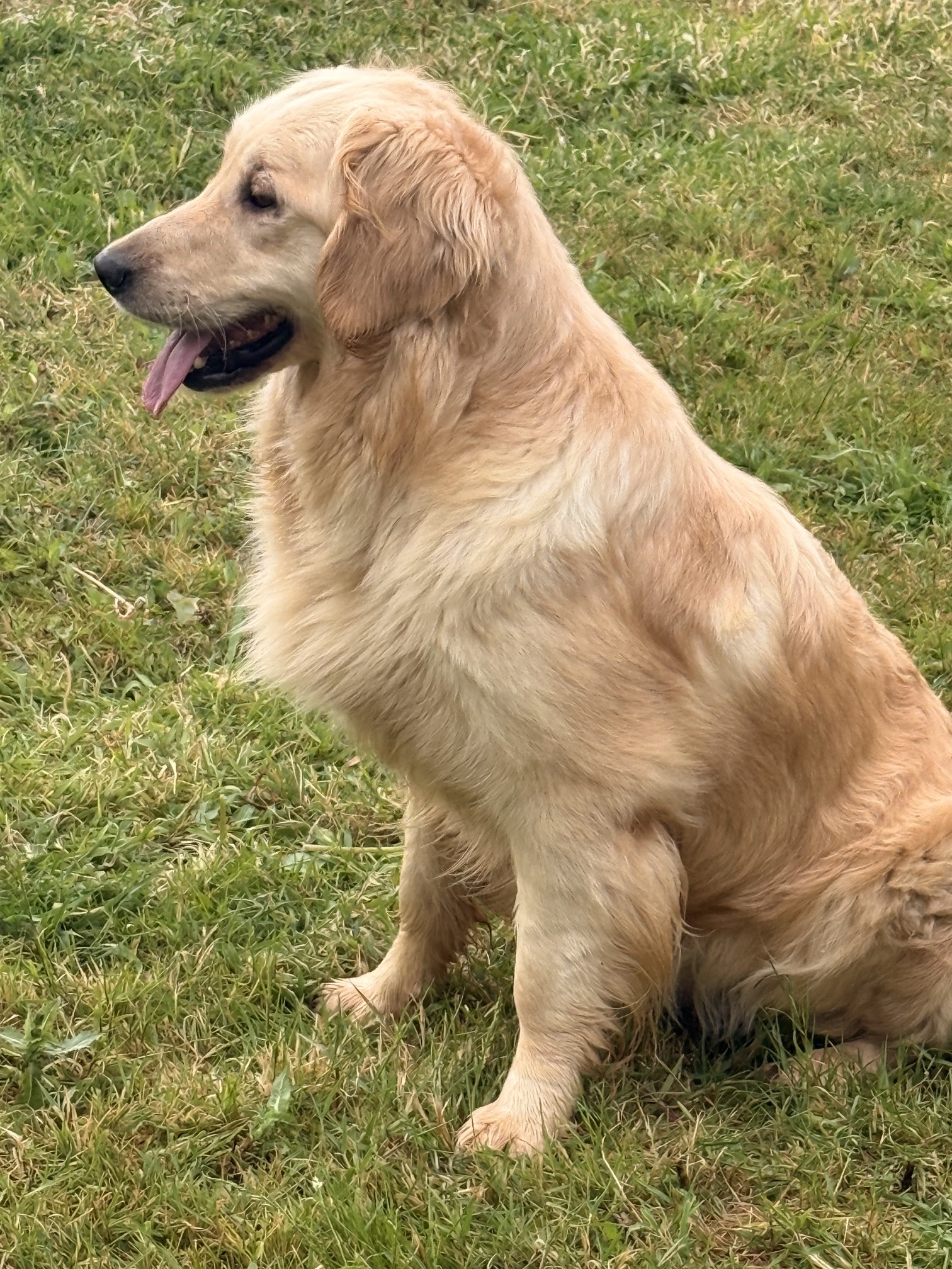 Centre Canin Felin canin Jardin Sauvage (Elevage Jardin Sauvage) — photo
