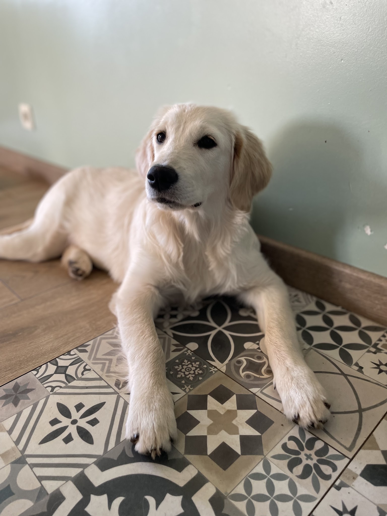 Centre Canin Felin canin Jardin Sauvage (Elevage Jardin Sauvage) — photo
