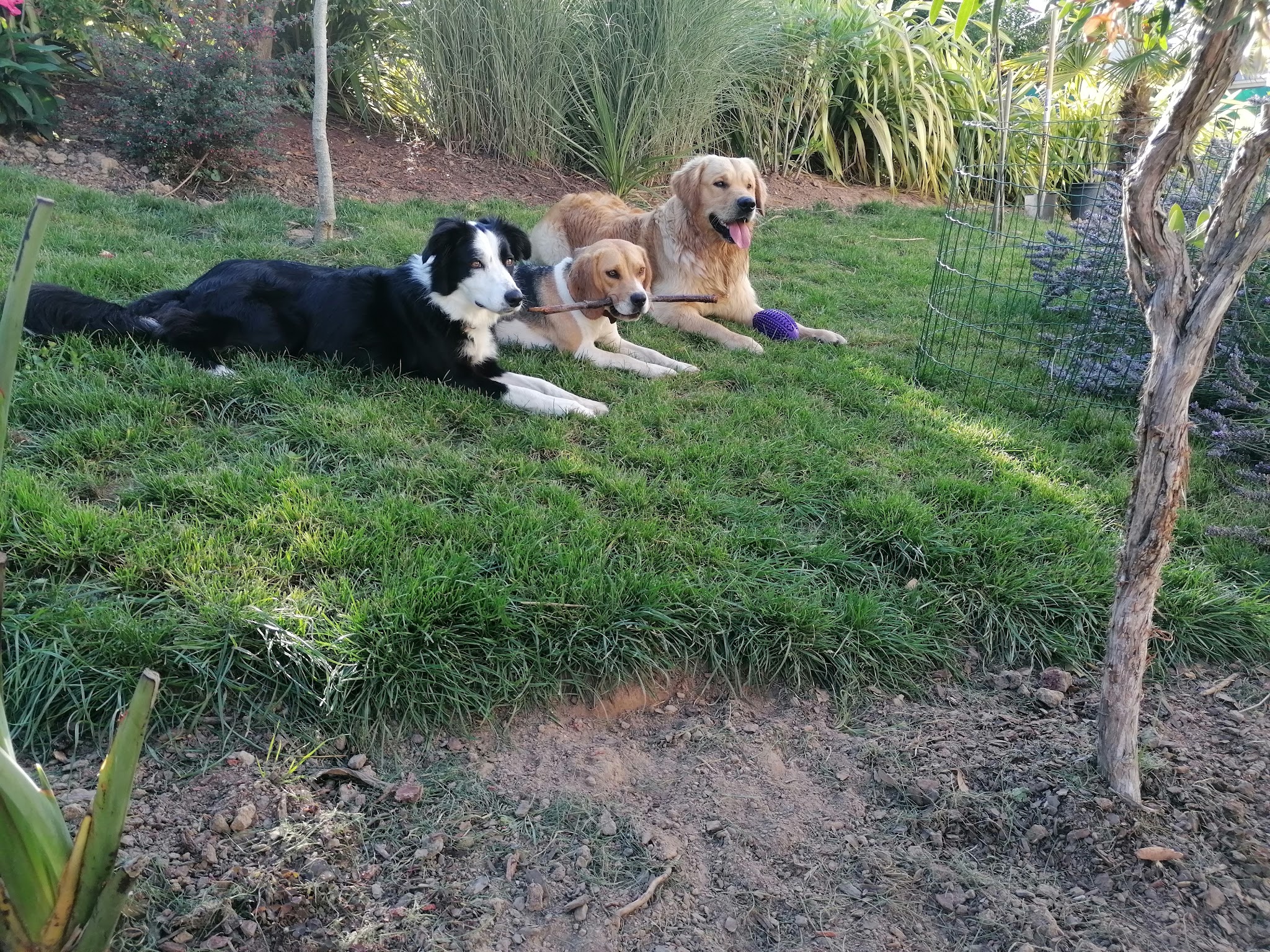 Centre Canin Felin canin Jardin Sauvage (Elevage Jardin Sauvage) — photo