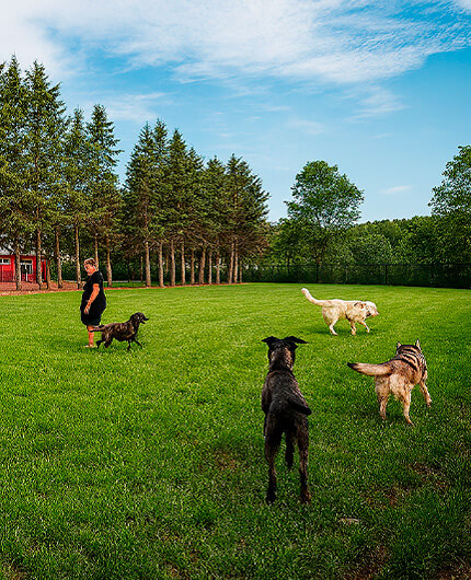 Pension canine du Bugey "Les Chiens Heureux" – Jacquet Lionel — photo
