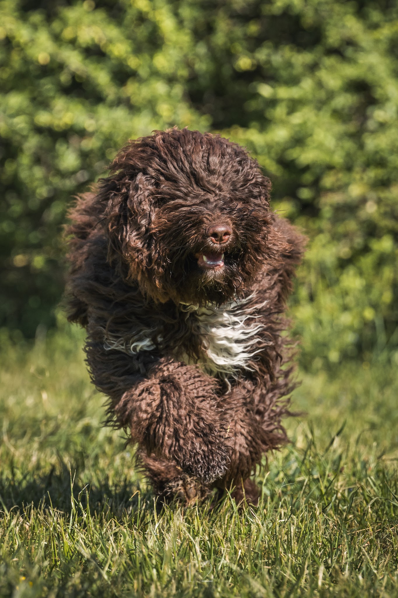 Pension canine du Bugey "Les Chiens Heureux" – Jacquet Lionel — photo