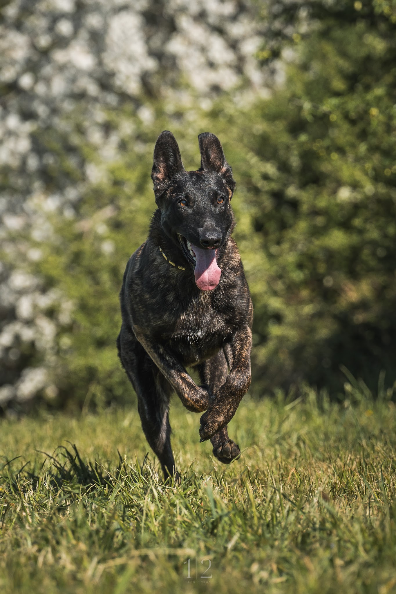 Pension canine du Bugey "Les Chiens Heureux" – Jacquet Lionel — photo