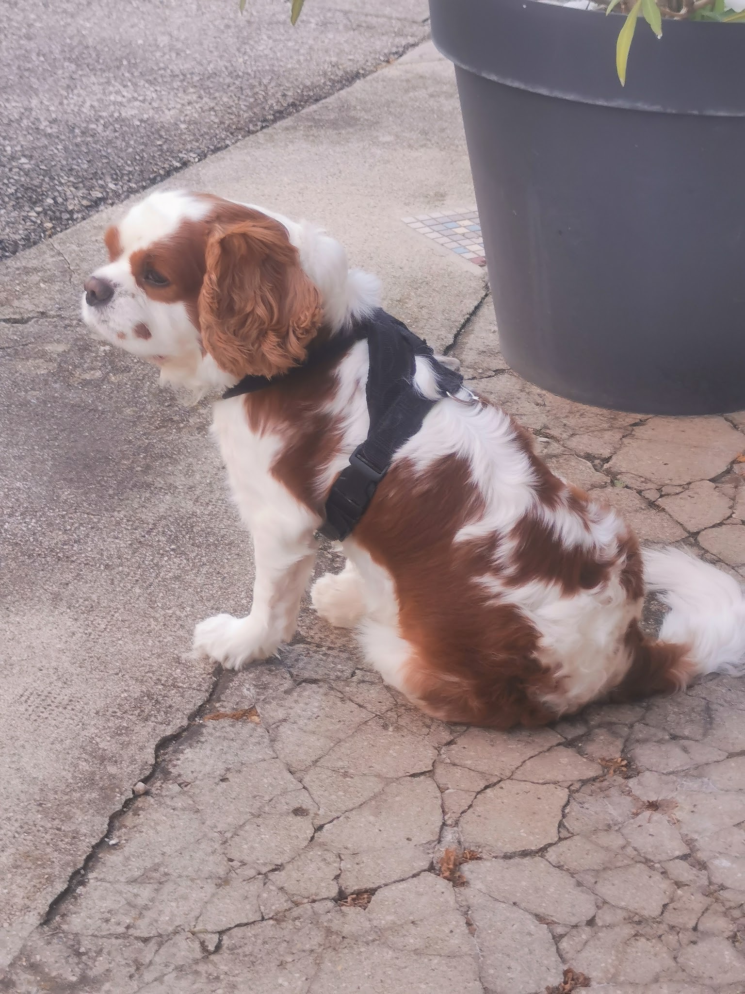 Pension canine du Bugey "Les Chiens Heureux" – Jacquet Lionel