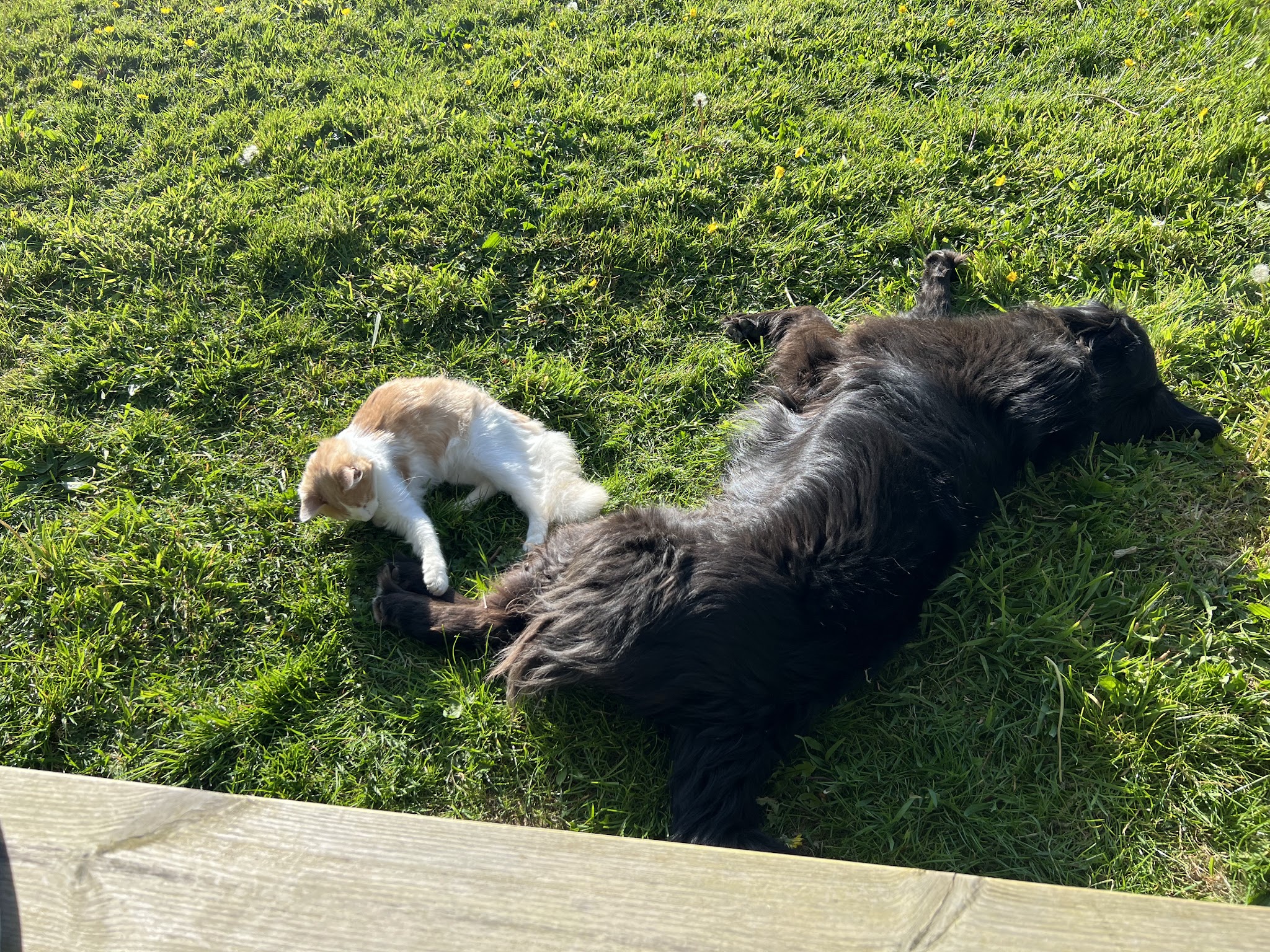 Détente sur Pattes — photo