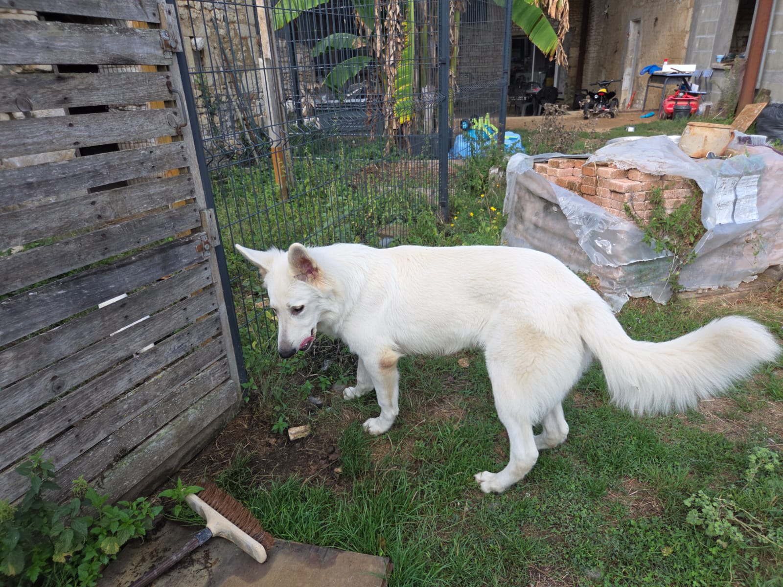Pension Canine Familiale "Dog's Univers" — photo