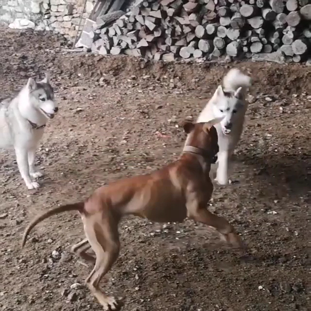 Pension Canine Familiale "Dog's Univers" — photo