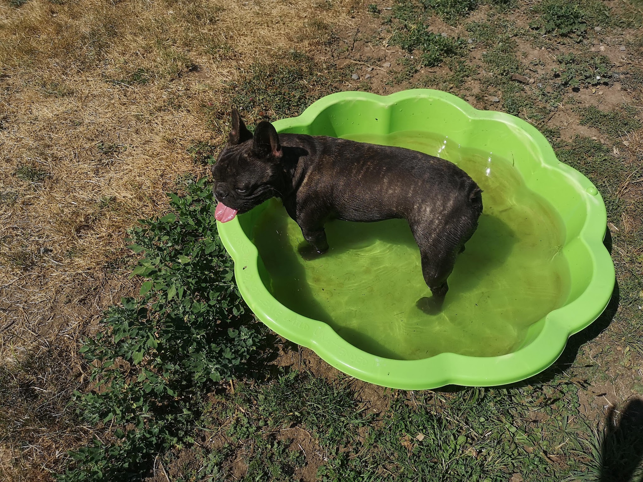 Pension Canine Familiale "Dog's Univers" — photo