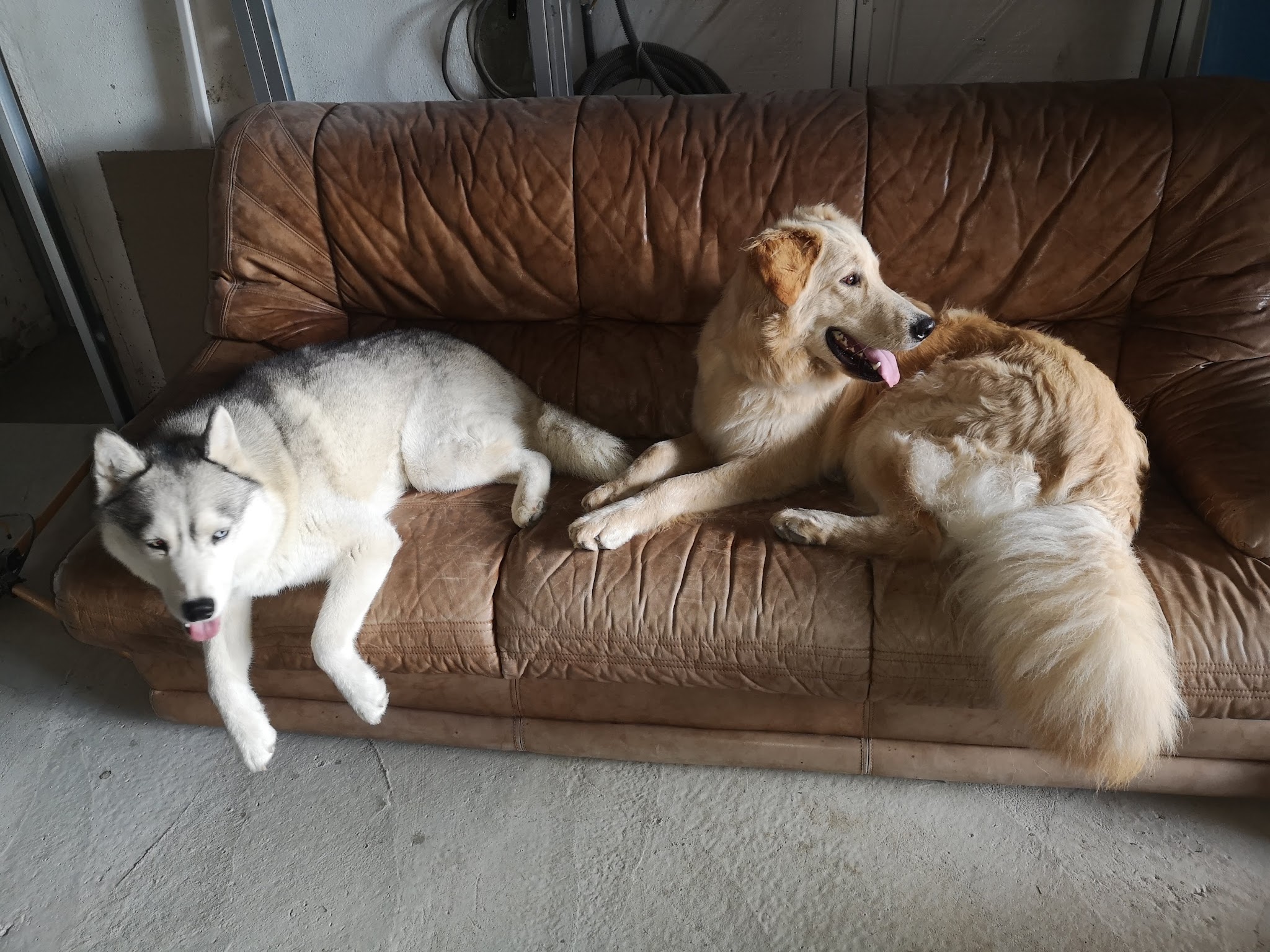 Pension Canine Familiale "Dog's Univers"