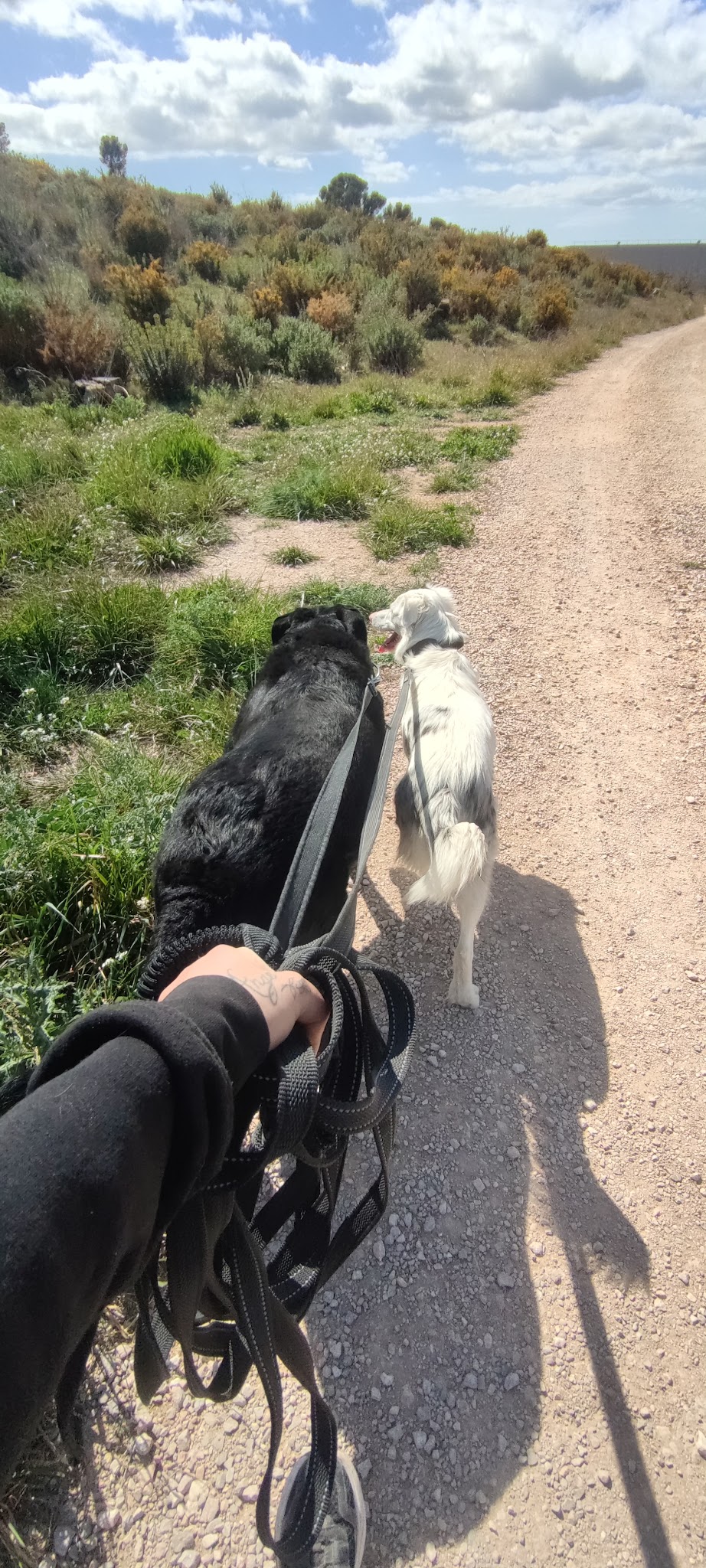 LUCKY DOG — photo