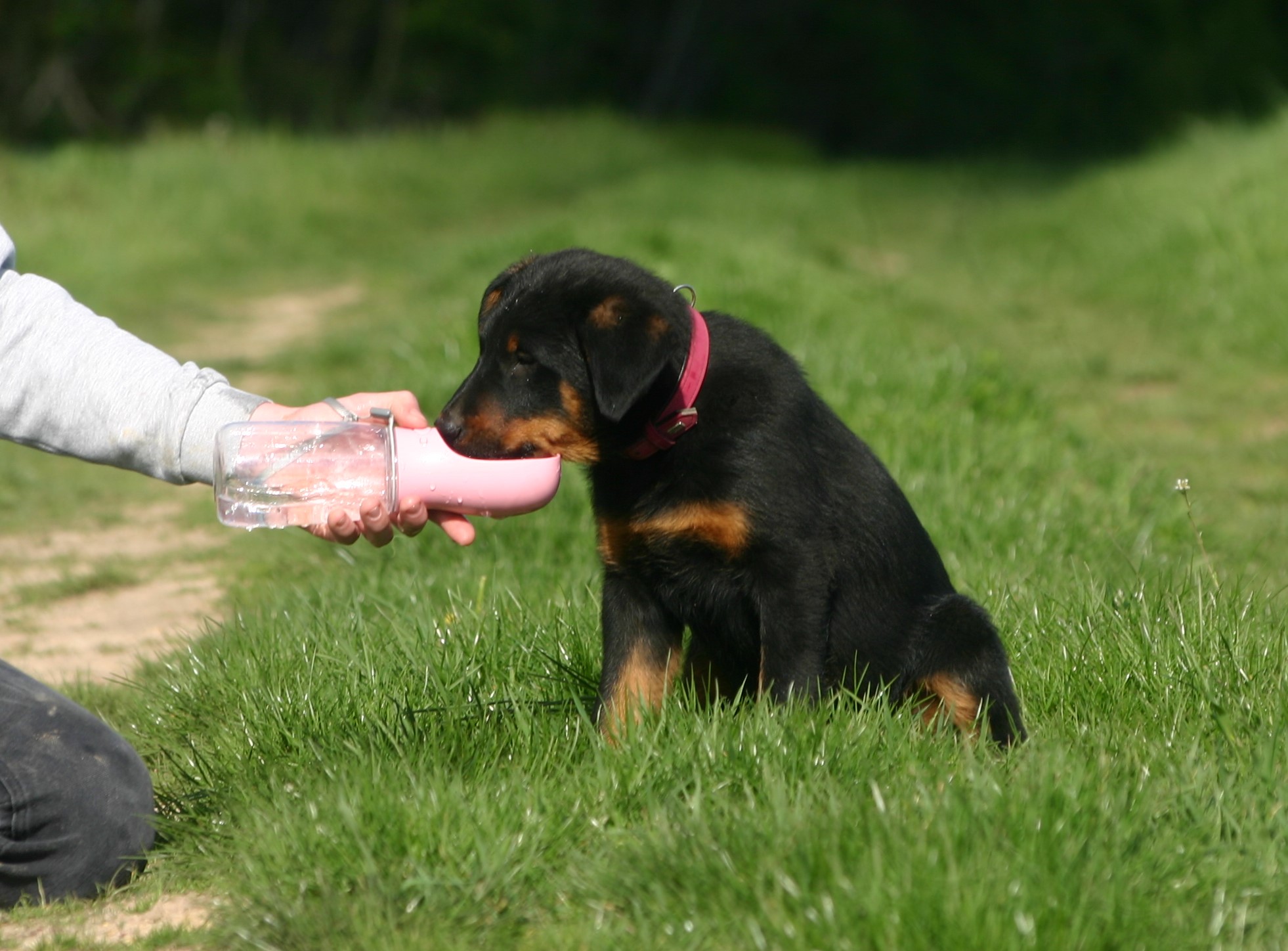 Du jardin d'oslo : Pension et élevage, vente de chiots Berger de Beauce (Beauceron), Schipperke en FRANCE — photo