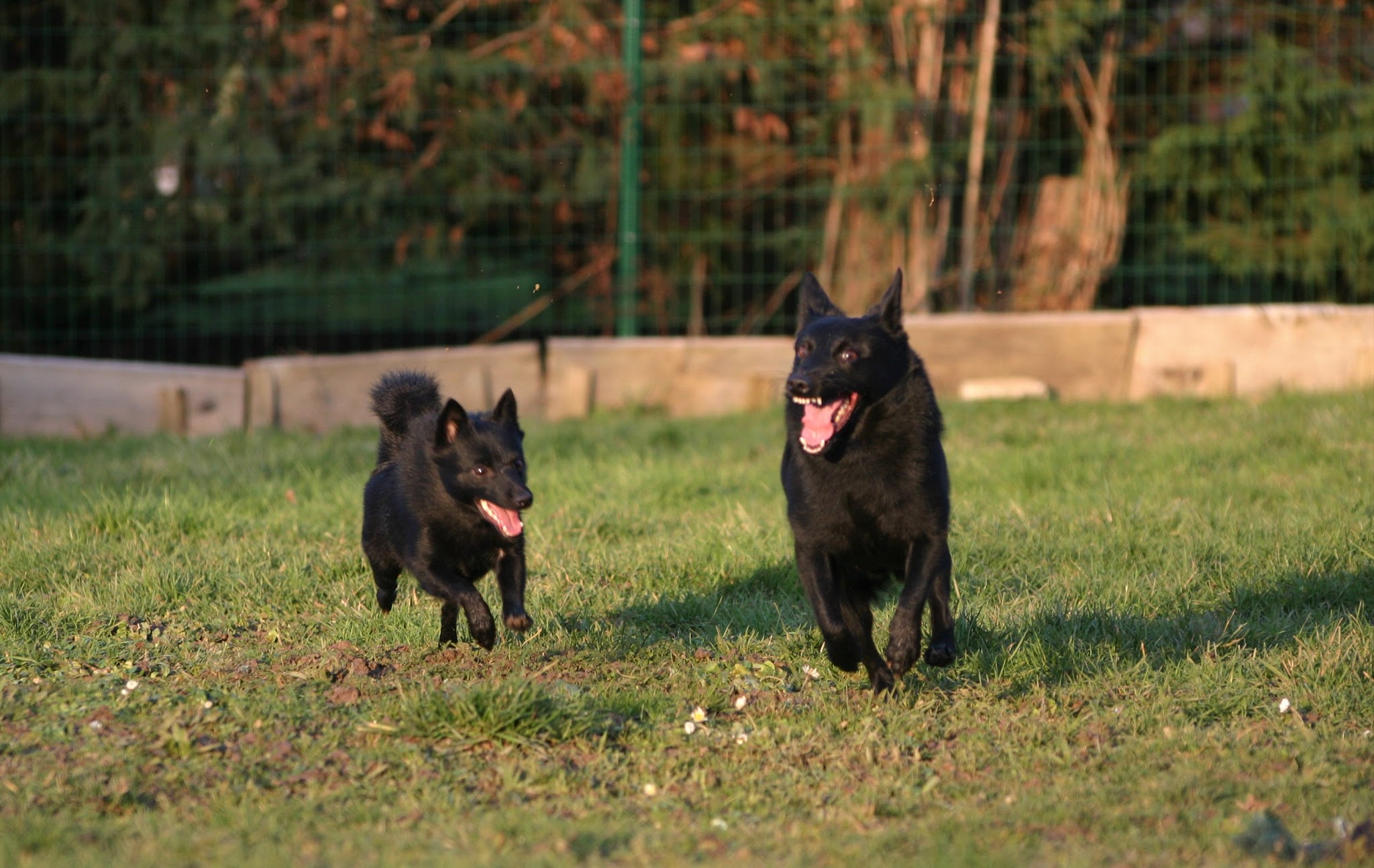 Du jardin d'oslo : Pension et élevage, vente de chiots Berger de Beauce (Beauceron), Schipperke en FRANCE
