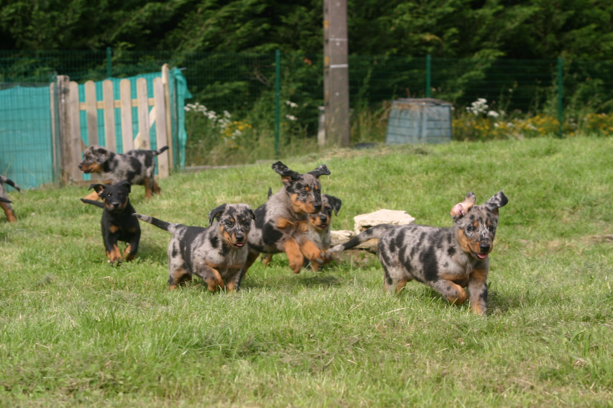 Du jardin d'oslo : Pension et élevage, vente de chiots Berger de Beauce (Beauceron), Schipperke en FRANCE — photo