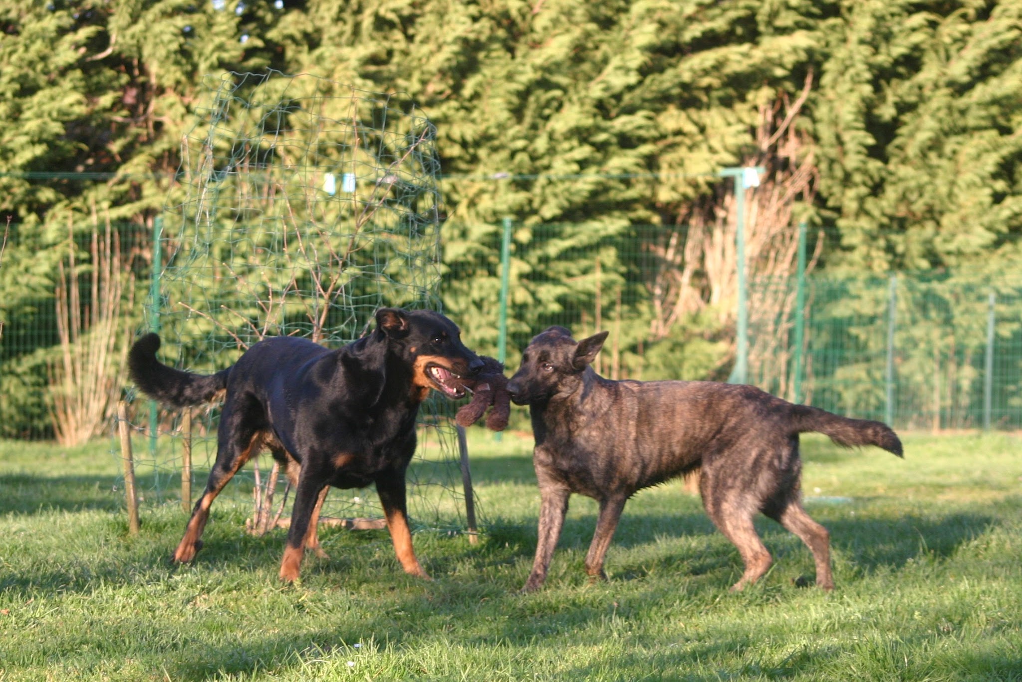 Du jardin d'oslo : Pension et élevage, vente de chiots Berger de Beauce (Beauceron), Schipperke en FRANCE — photo