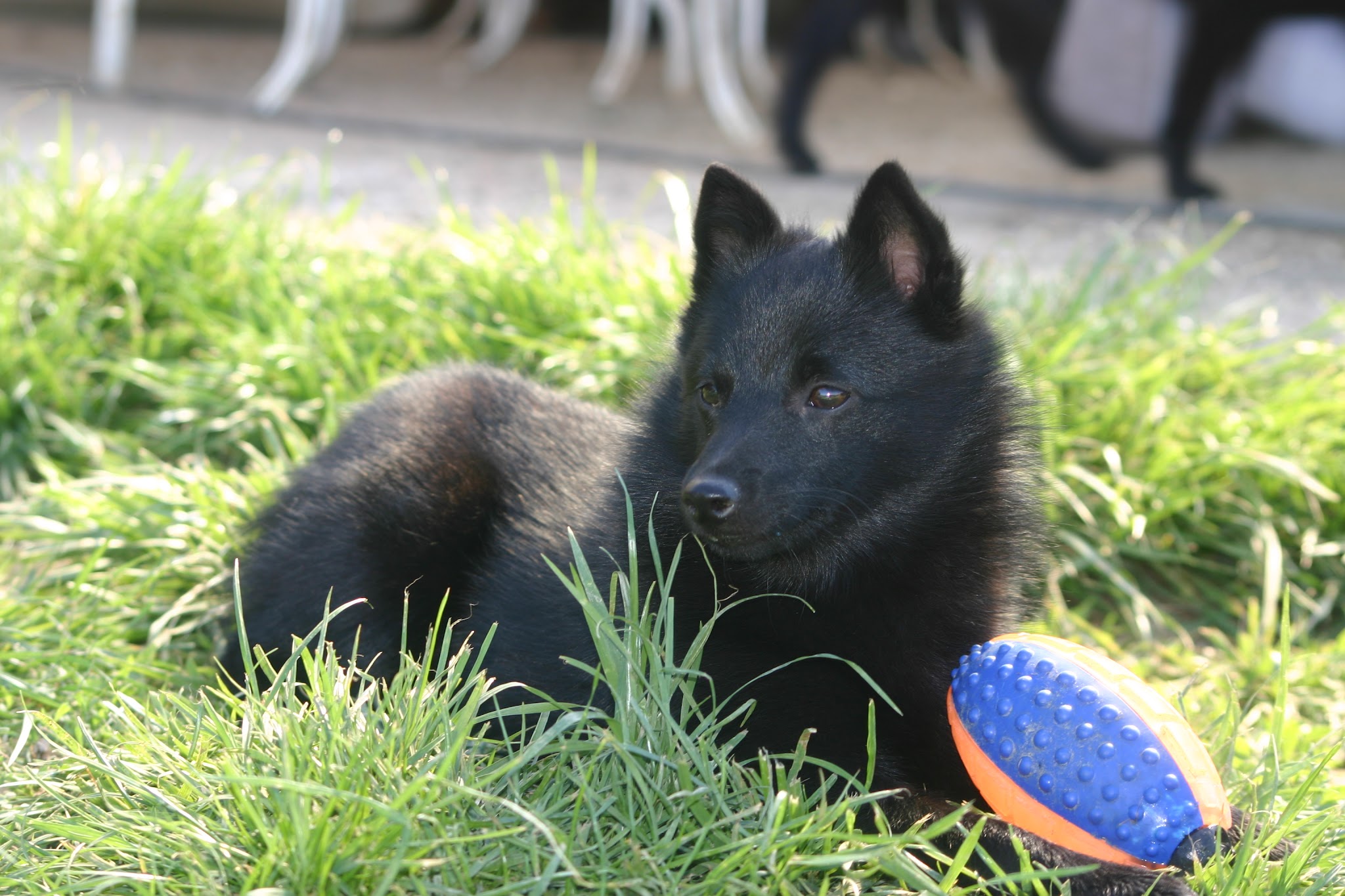 Du jardin d'oslo : Pension et élevage, vente de chiots Berger de Beauce (Beauceron), Schipperke en FRANCE — photo