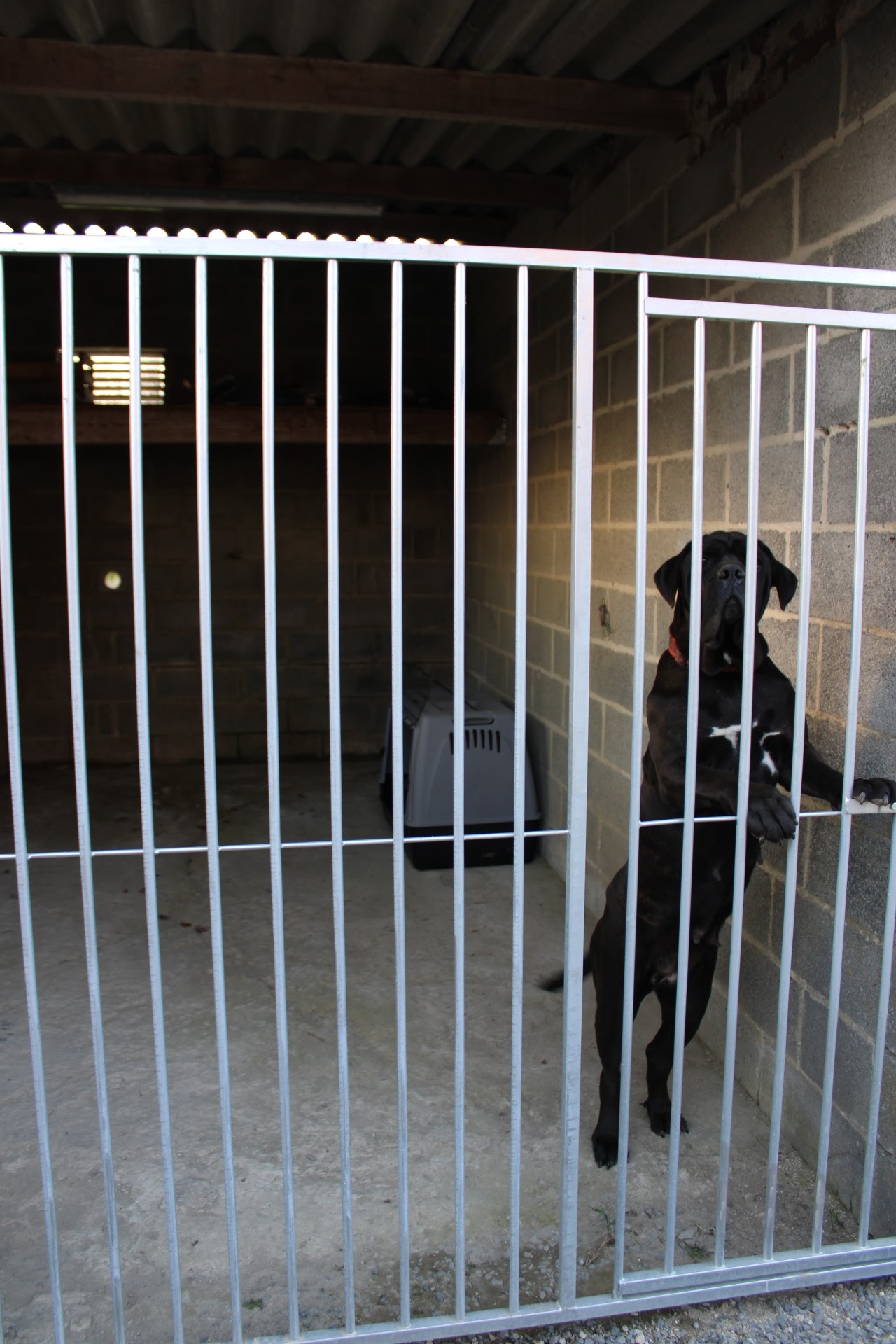 pension canine My Love — photo