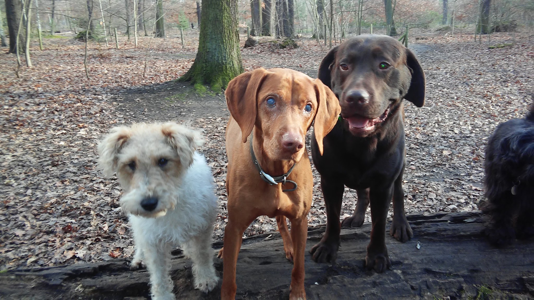 Truffes et Pattes — photo