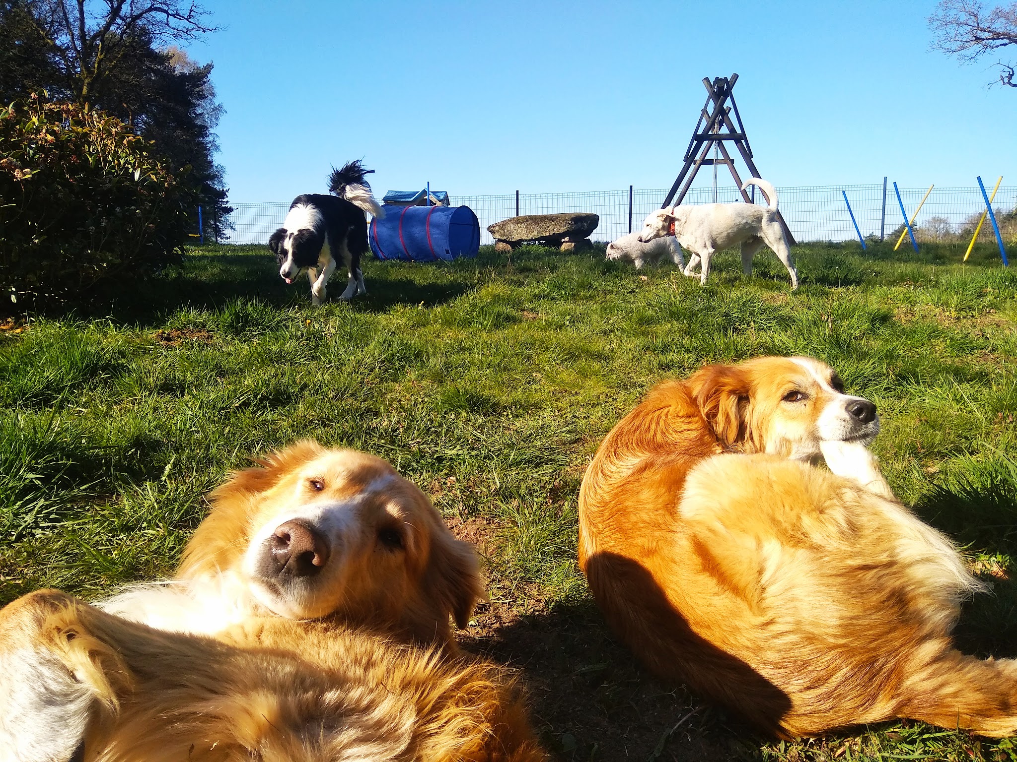 Boule de chien — photo