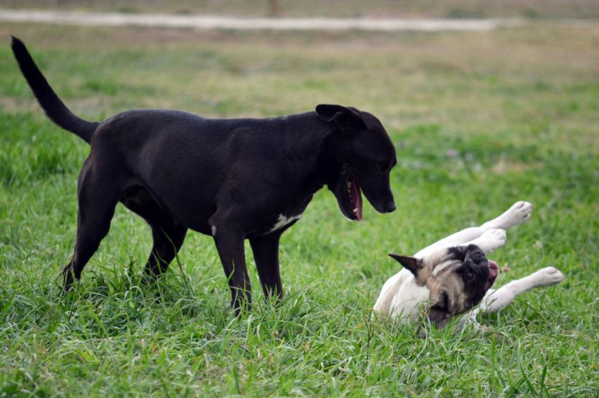 Pension Canine du Domaine de la Vallée de l'Arc — photo