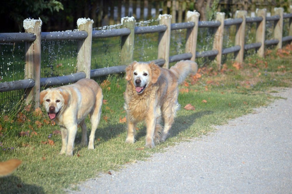Pension Canine du Domaine de la Vallée de l'Arc — photo