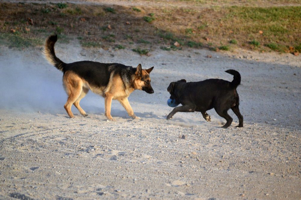Pension Canine du Domaine de la Vallée de l'Arc — photo