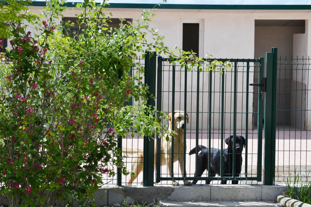 Pension Canine du Domaine de la Vallée de l'Arc