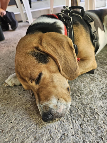 L'Arche d'Aurore - petsitter 59 Roubaix Croix Hem Lille