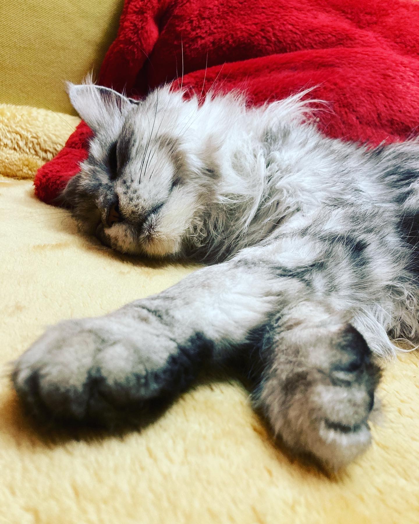 Angel Pet Sitting — photo
