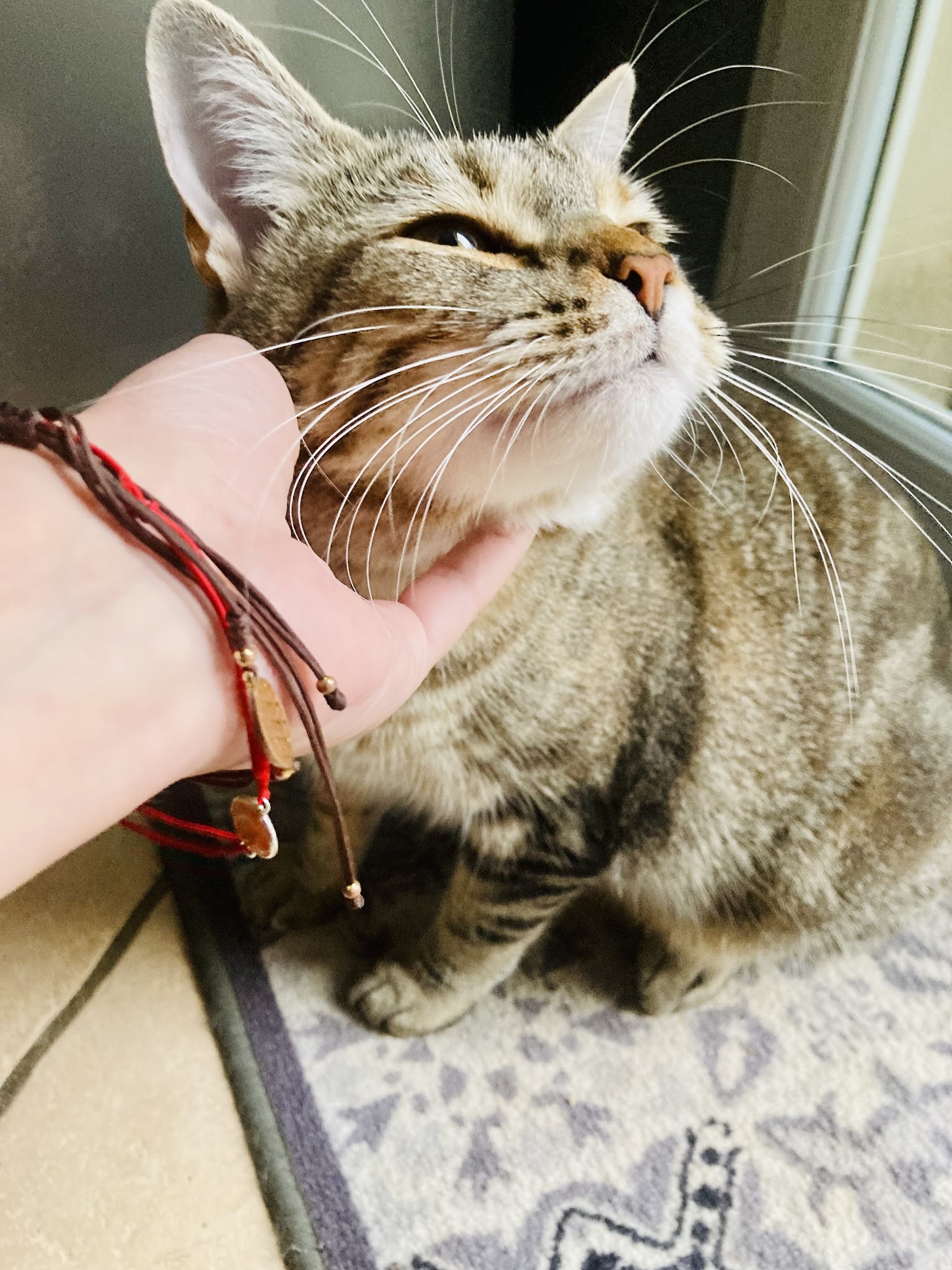 Angel Pet Sitting — photo