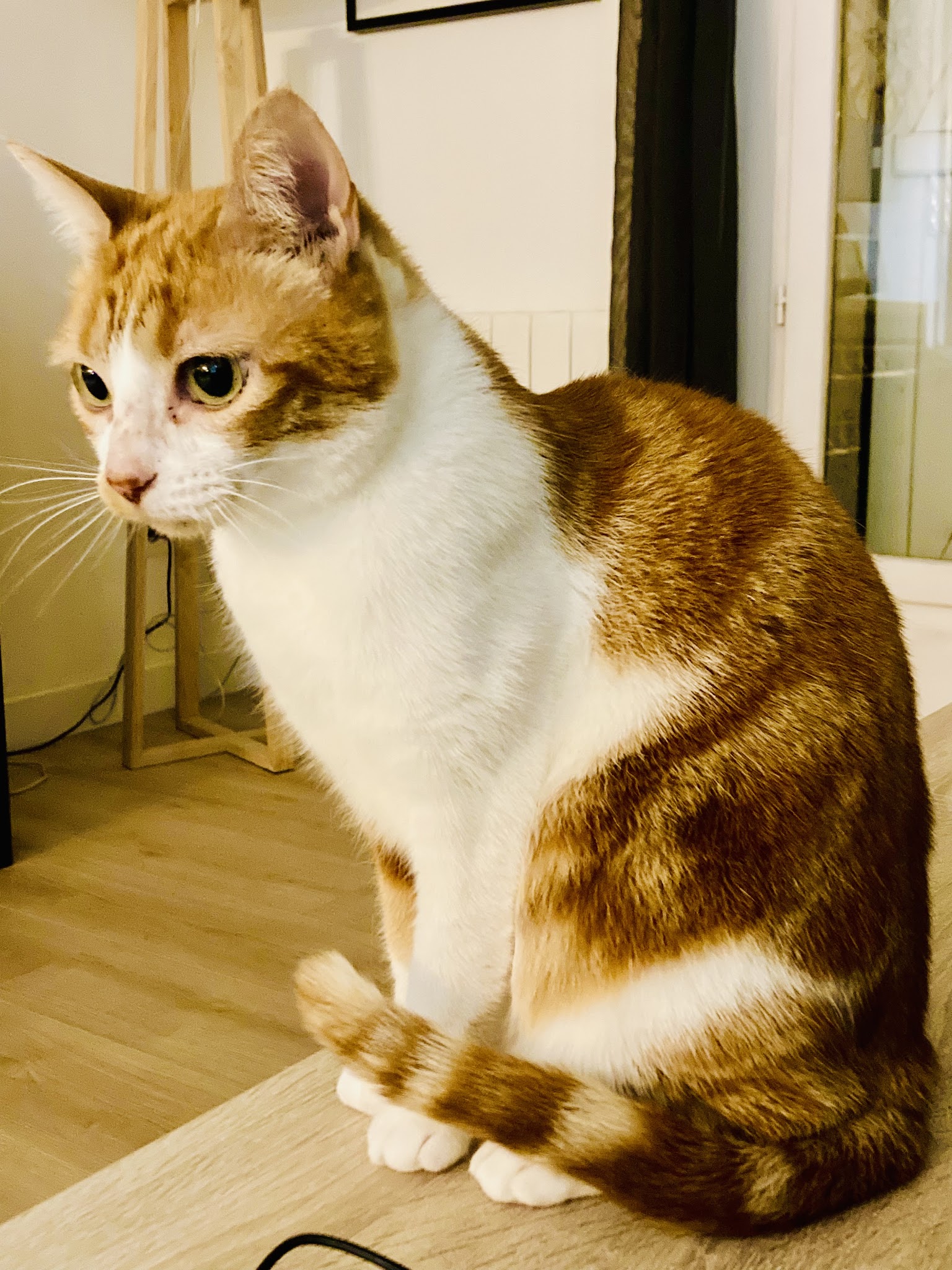 Angel Pet Sitting — photo