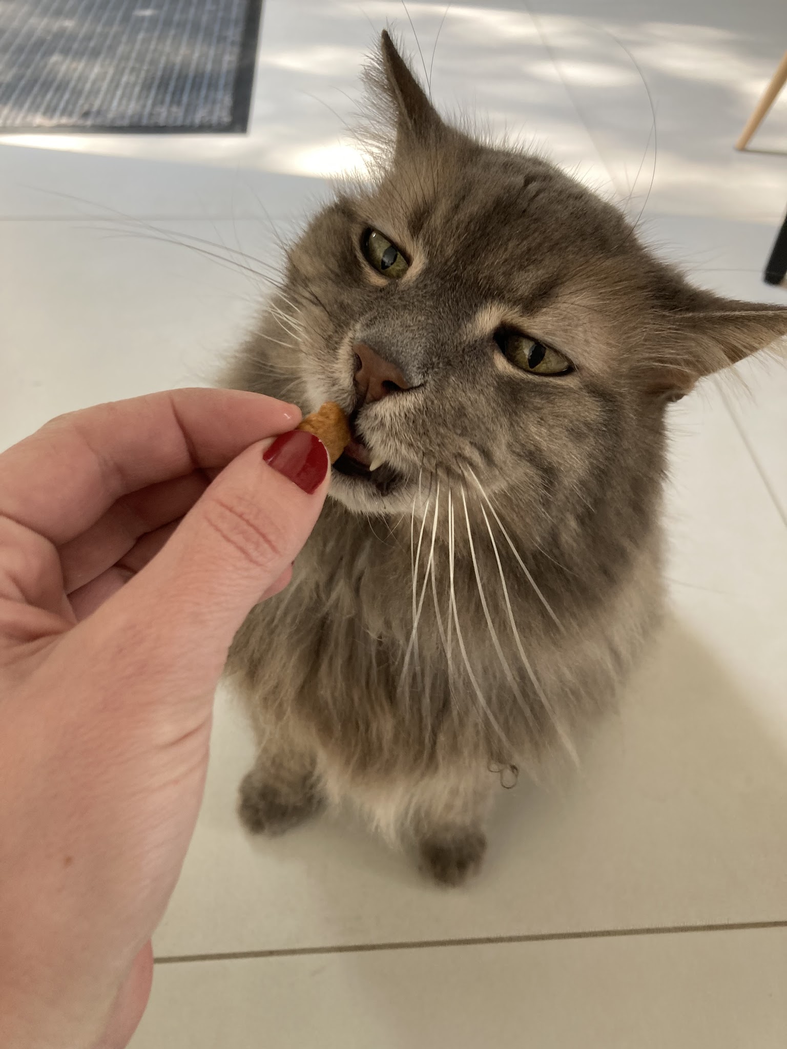 Angel Pet Sitting — photo