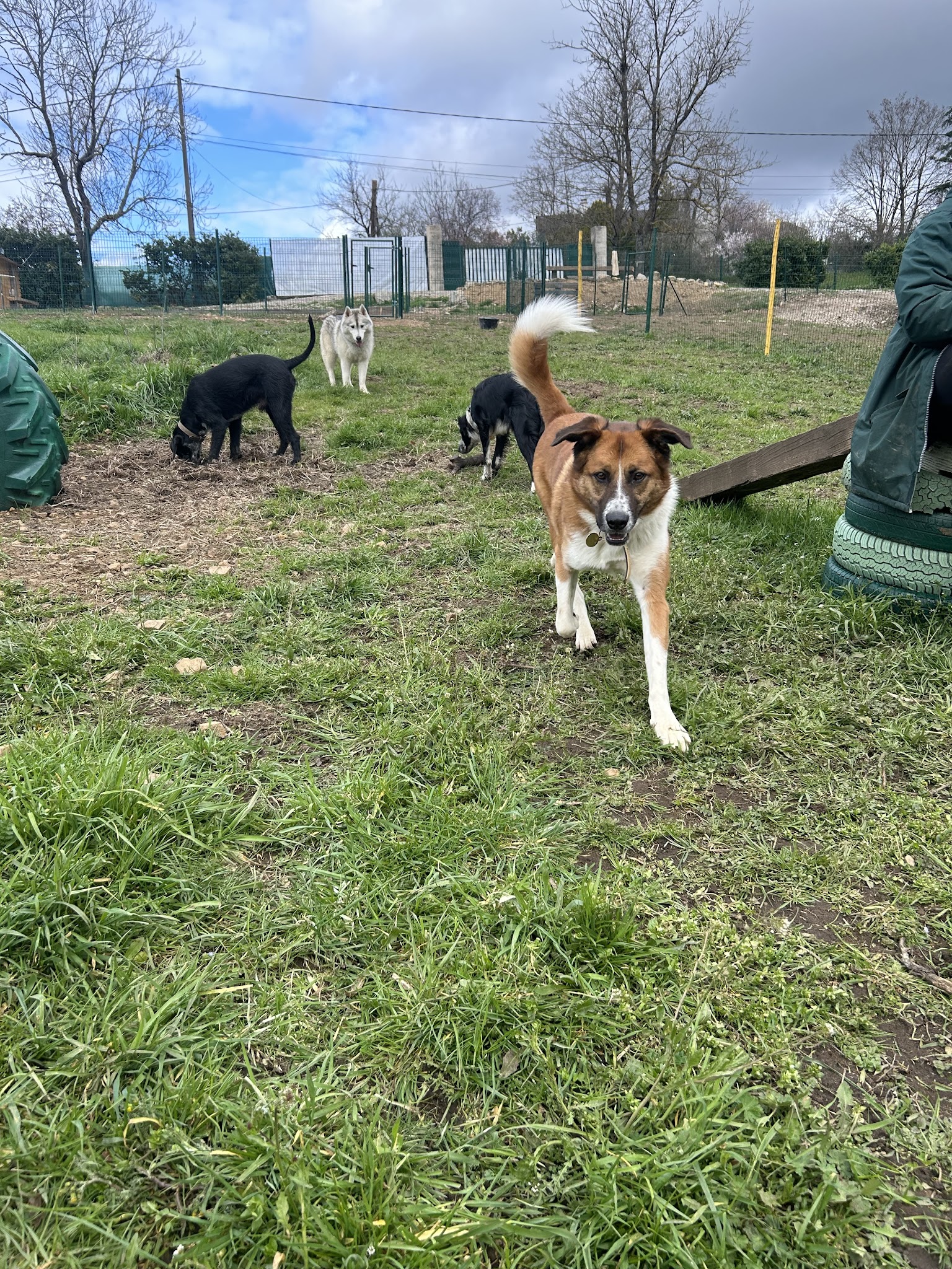 Snout - Garderie Canine Journalière