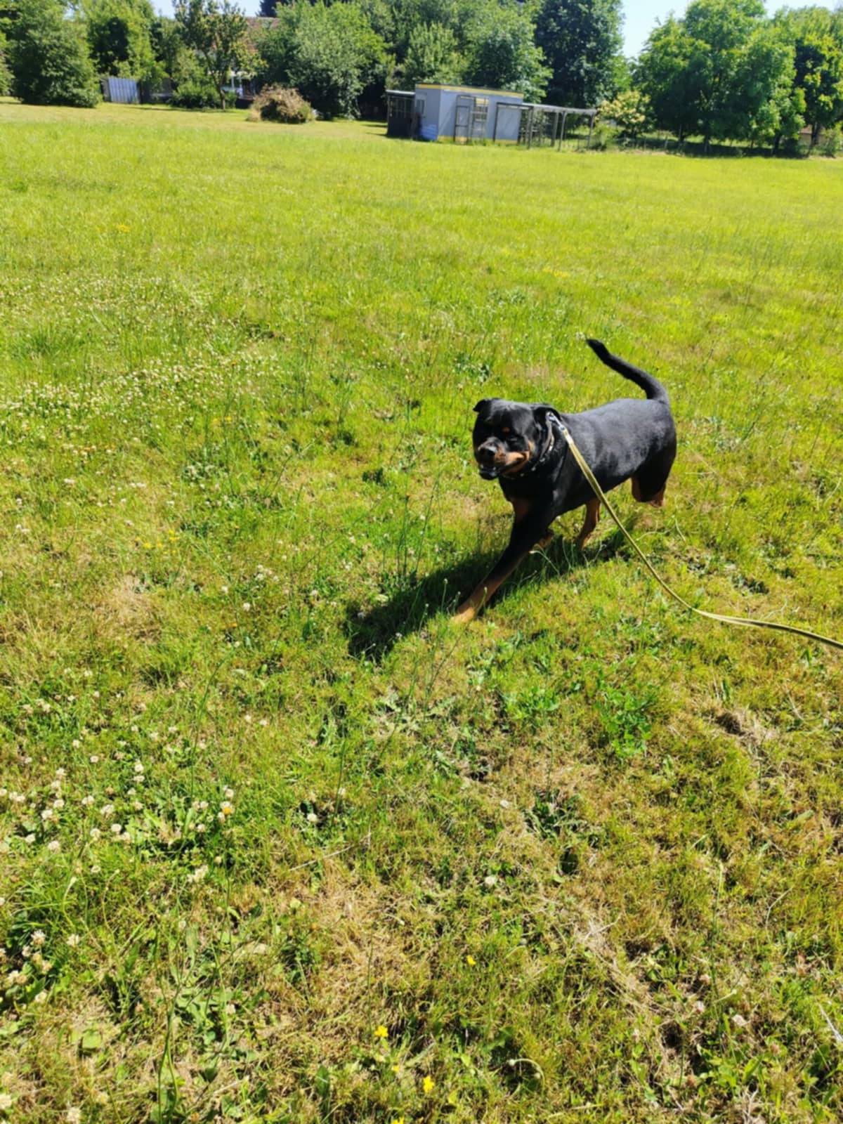 Pension Canine et Féline les Cabots'Chats'Art