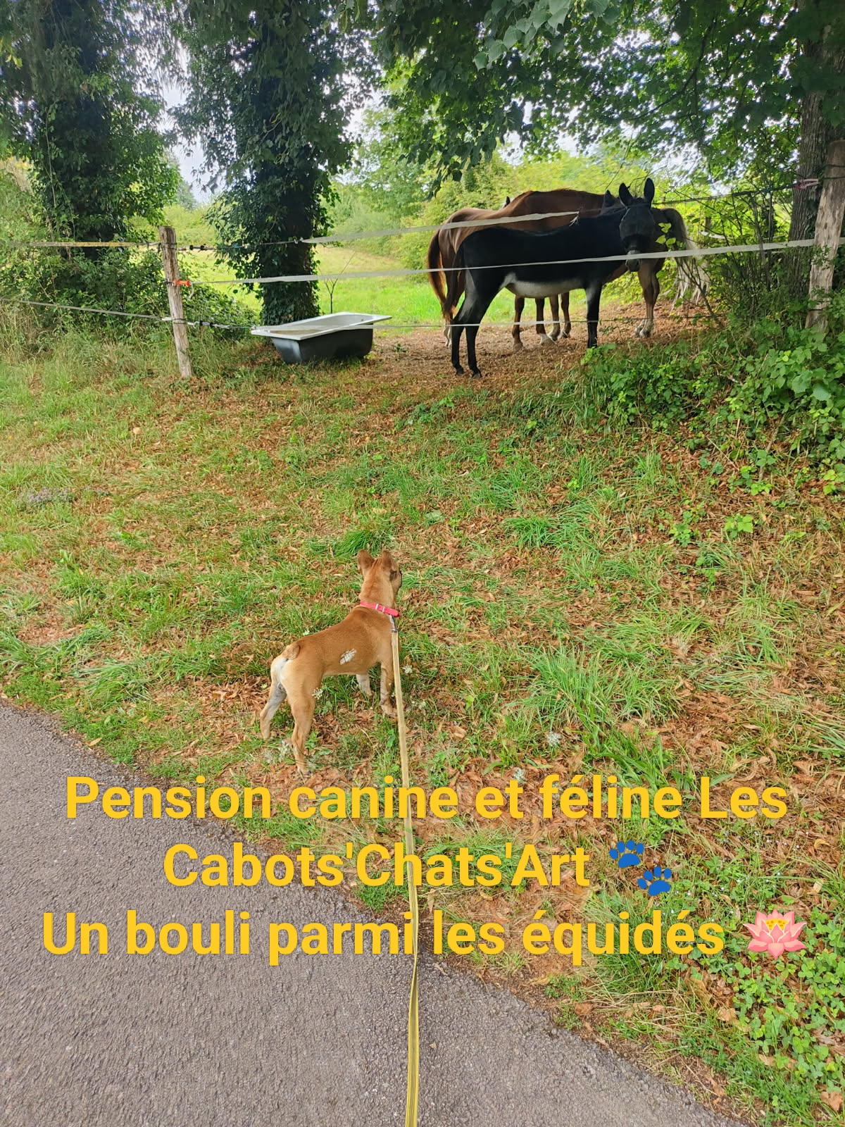 Pension Canine et Féline les Cabots'Chats'Art — photo
