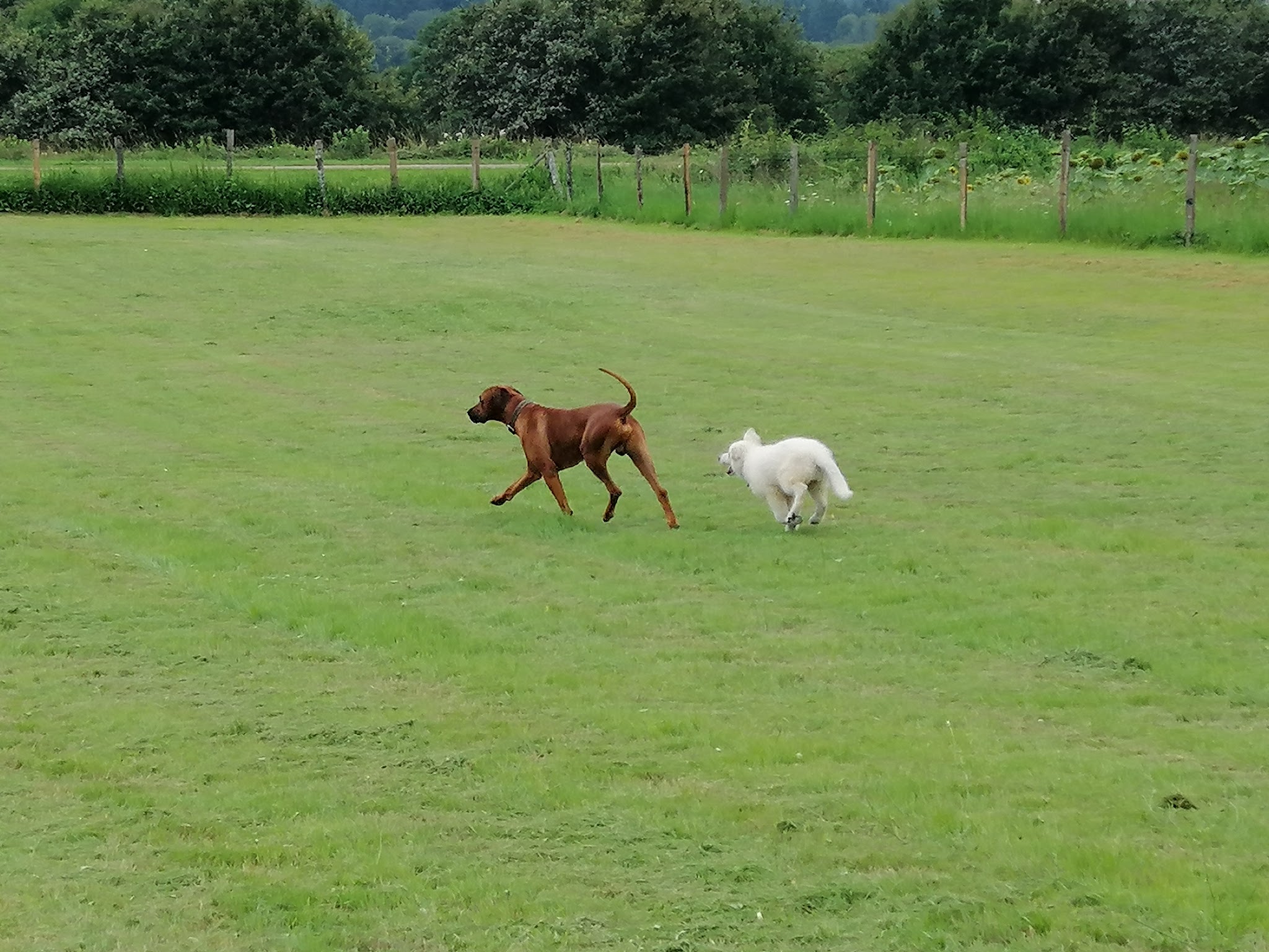 Pension Canine et Féline les Cabots'Chats'Art — photo